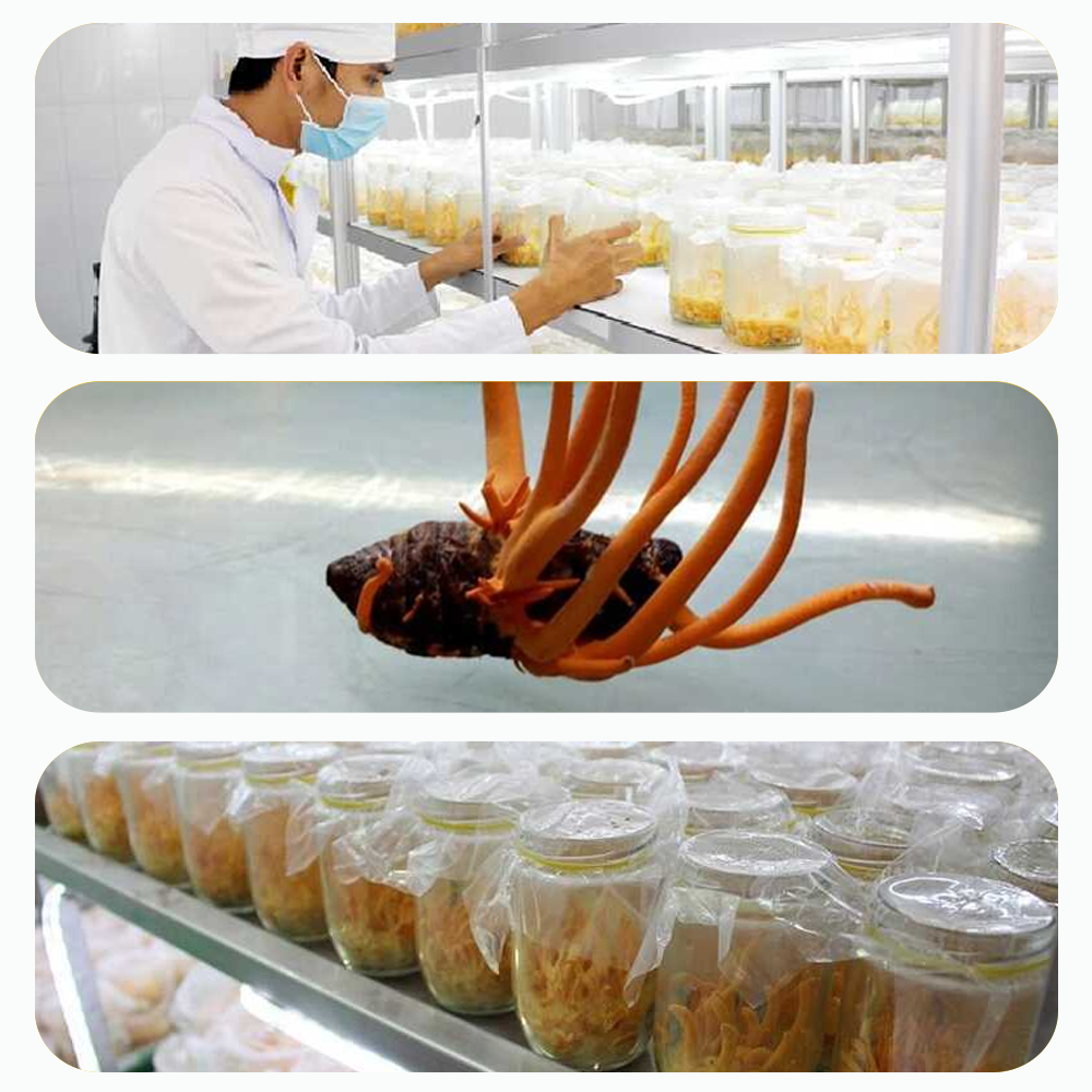Đông Trùng Hạ Thảo Toro Sấy Thăng Hoa Tăng Cường Sinh Lý Nam