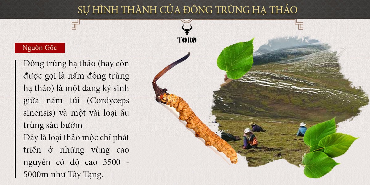 Đông Trùng Hạ Thảo Cao Cấp Tăng Sinh Lý Bồi Bổ Cơ Thể 5g Đông Trùng Hạ Thảo Cao Cấp Tăng Sinh Lý Bồi Bổ Cơ Thể 5g