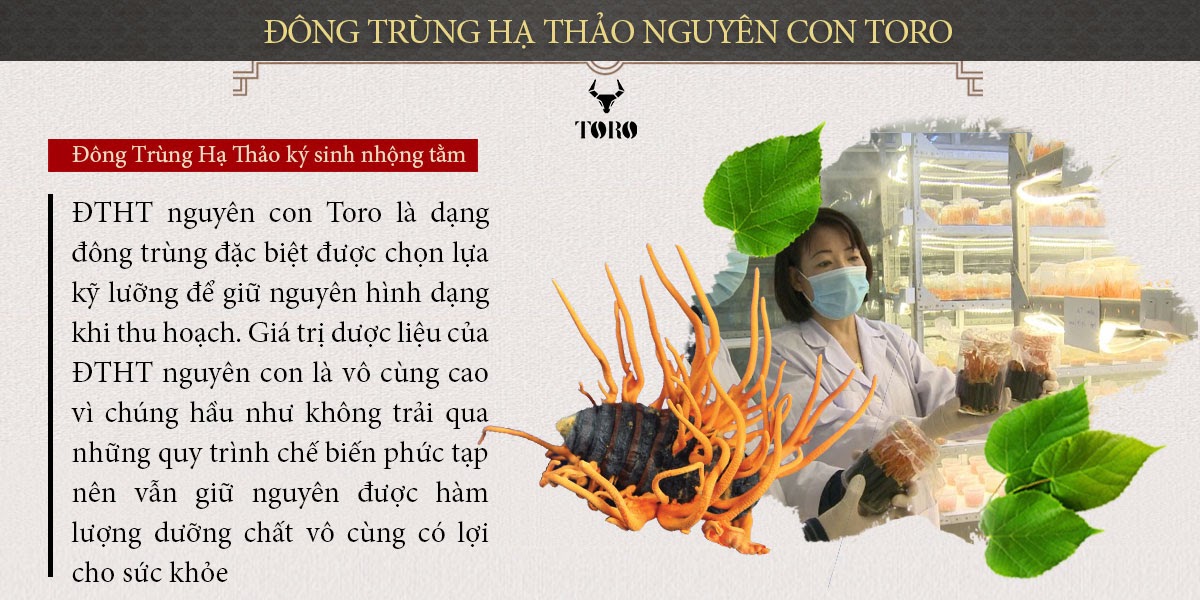 Đông Trùng Hạ Thảo Cao Cấp Tăng Sinh Lý Bồi Bổ Cơ Thể 5g Đông Trùng Hạ Thảo Cao Cấp Tăng Sinh Lý Bồi Bổ Cơ Thể 5g
