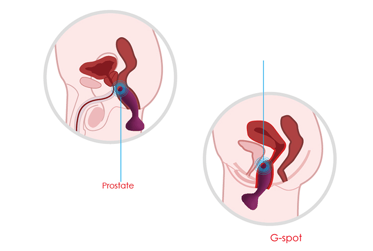 Svakom Julie 5 chế độ rung điều khiển từ xa đồ chơi hậu môn
